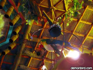 Tiki Room